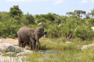 Obraz premium Afrikanischer Elefant im Biyamiti River/ African elephant in Biyamiti River / Loxodonta africana