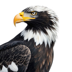 Obraz premium Stellers sea eagle profile detailed dramatic powerful on white