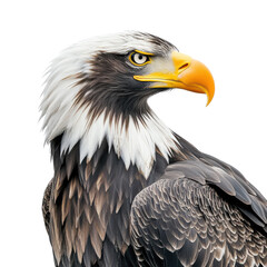 Obraz premium Stellers sea eagle profile detailed dramatic powerful on white
