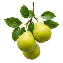 Close-up of three ripe pears on a branch, with lush green leaves