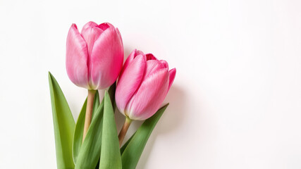Stunningly Beautiful Pink Tulips Set Against a Pure White Background, Making a Striking Contrast