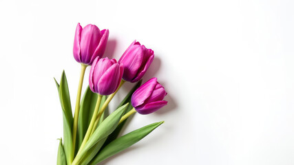 A Beautiful and Vibrant Bouquet of Pink Tulips Set Against a Pure White Background