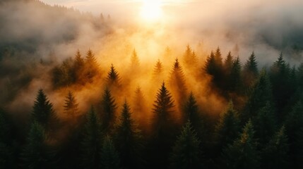 Obraz premium This stunning image captures golden light filtering through mist-covered trees during sunset, creating a serene and enchanting atmosphere that invites contemplation and appreciation of nature's beaut