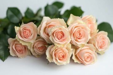 Naklejka premium Soft Pink Rose Petals Under Gentle Lighting