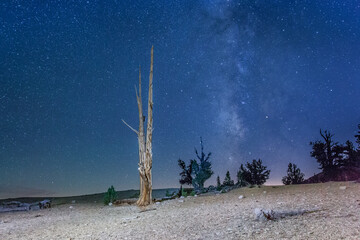 All Alone in the Night