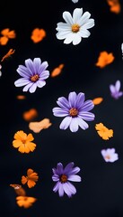 Dark background, scattered flowers, purple and white daisies, orange chrysanthemums, yellow wildflowers, falling through the air, solid black background, minimalist style