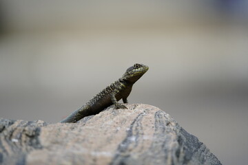 The Tropidurus hispidus is a close relative of the iguanas and is found throughout Central and South America, preferring sandy or rocky areas. Fortaleza Ceará, Brazil.