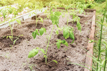 Tomato young plants in rows on garden bed on sun in sunlight. Growing organic tomatoes in garden