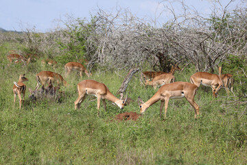 Schwarzfersenantilope / Impala / Aepyceros melampus.