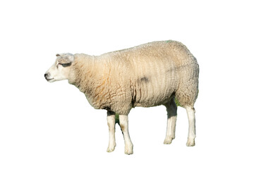 sheep on meadow in front of lake