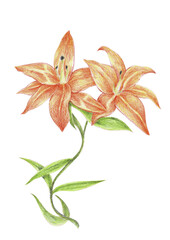 lily flower isolated on white background