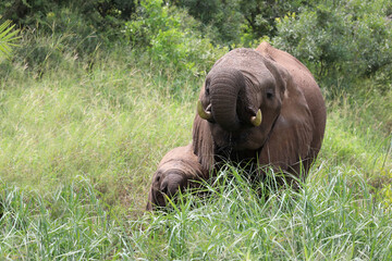 Afrikanischer Elefant / African elephant / Loxodonta africana