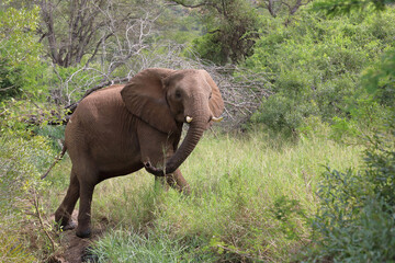 Obraz premium Afrikanischer Elefant / African elephant / Loxodonta africana