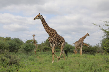 Obraz premium Giraffe / Giraffe / Giraffa camelopardalis