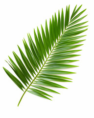 Fototapeta premium Isolated view of a single vibrant green palm leaf on a bright white background, for use as an element