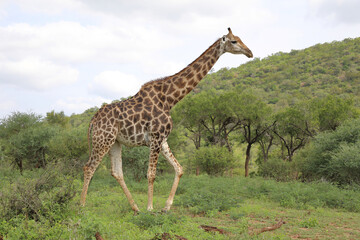 Giraffe / Giraffe / Giraffa camelopardalis