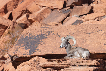 Desert Bighorn Sheep Ram in Winter in the Valley of Fire State Park Nevada