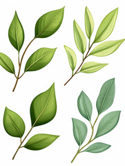 Fototapeta premium Lush green leaves, four branches for illustrations, on white background for decoration