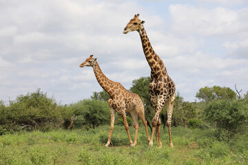 Giraffe / Giraffe / Giraffa camelopardalis