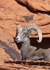 Desert Bighorn Sheep Ram in Winter in the Valley of Fire State Park Nevada