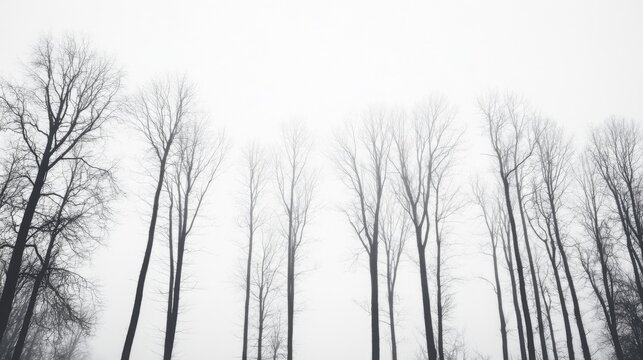 Leafless trees in foggy forest, low angle view, winter landscape, nature photography