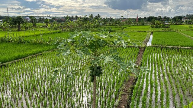 a photo of papaya tree on rice field background