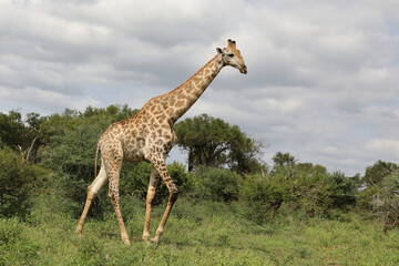 Giraffe / Giraffe / Giraffa camelopardalis