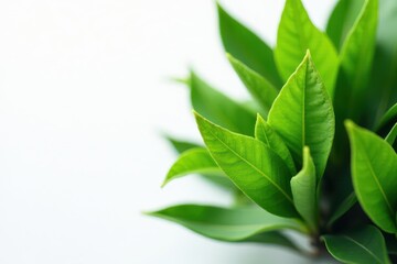 Fototapeta premium Crisp dry & lush green tea leaves, stark white backdrop , clean, fresh, plant