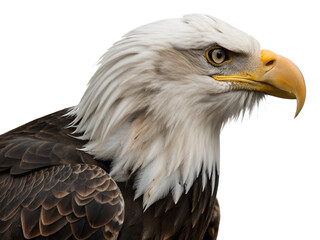 Naklejka premium Close up view of a bald eagle bird isolated on the transparent background