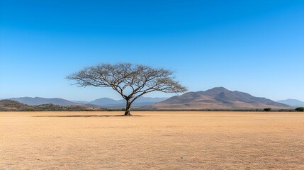 Fototapeta premium Lone Tree in Arid Landscape Under a Clear Blue Sky