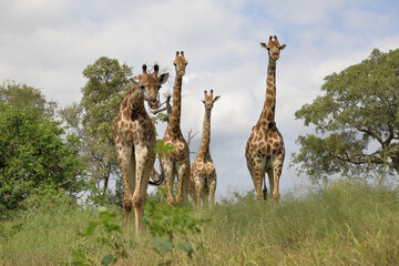 Giraffe / Giraffe / Giraffa camelopardalis