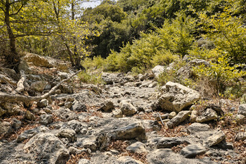 Trees growing on a bottom of an empty river valley in topolia gorge during summer season