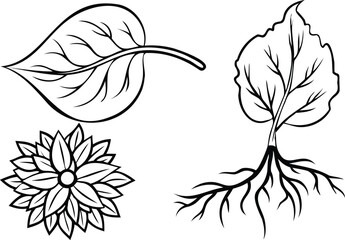 Intricate Close-up Studies of Petals, Leaf Veins, and Detailed Plant Roots Line Art Book Vector Design