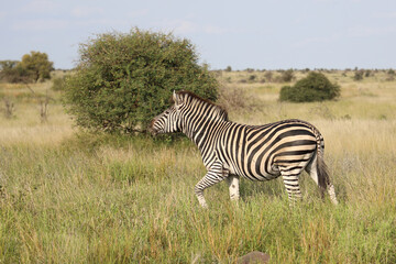 Obraz premium Steppenzebra / Burchell's zebra / Equus quagga burchellii