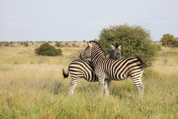 Steppenzebra / Burchell's zebra / Equus quagga burchellii
