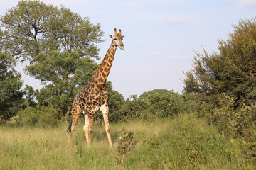 Giraffe / Giraffe / Giraffa camelopardalis