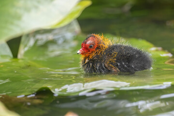 Coot baby on Lily pad in a pond
