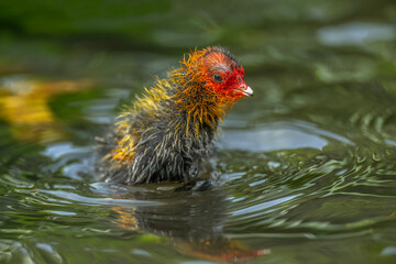 Coot baby on Lily pad in a pond