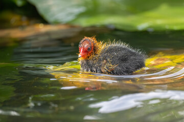 Coot baby on Lily pad in a pond