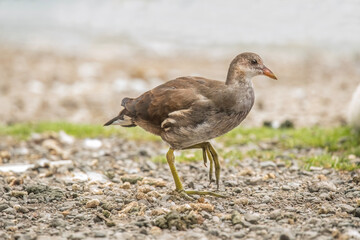 Coot juvenile walking on pebbles pond close up