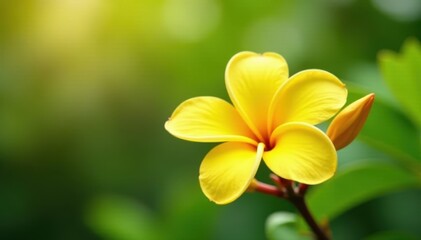 Obraz premium Isolated bright yellow frangipani tree, full bloom , Frangipani, summer, bright