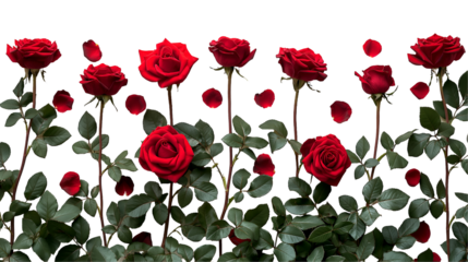 Red Roses Arrangement Romantic Botanical Design, Elegant Petals for Nature Themes, isolated on transparent background.