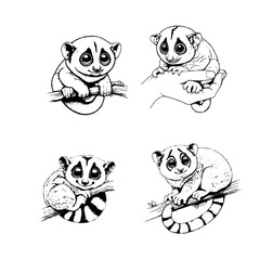 Slow Loris