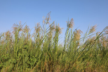 Schilfrohr / Common reed / Phragmites australis