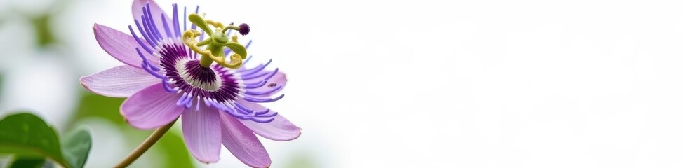Naklejka premium Single violet passionflower, intricate details, pure white backdrop, elegant, bloom, blossom