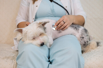 A veterinarian uses a stethoscope to examine a small sleeping dog lying on her lap during a home visit. The veterinarian provides professional medical care to pets in a comfortable environment.