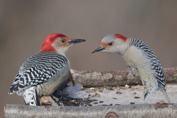 Red Bellied woodpeckers in winter