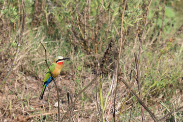 Weißstirnspint / White-fronted bee-eater / Merops bullockoides