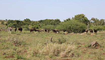 Streifengnu und Steppenzebra / Blue wildebeest and Burchell's zebra/ Connochaetes taurinus et Equus...