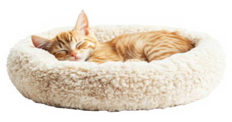 Orange cat sleeping in comfortable soft bed isolated on transparent background. Domestic pet animal relax and rest at home, kitty kitten lying on fluffy pillow, cozy bedding basket, fur, nap, tired